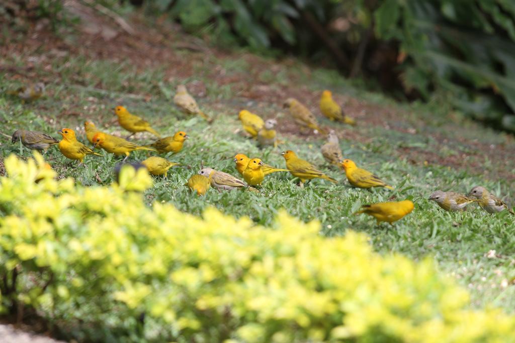 El Jardin De Los Colibries - Pereira, Risaralda 外观 照片